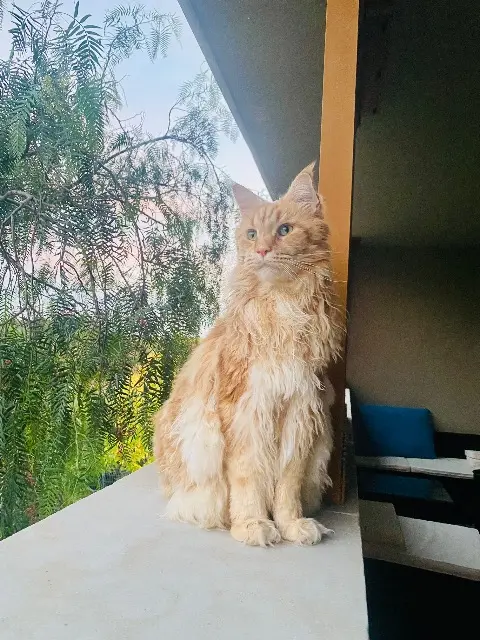 chat lost   34990 Juvignac Raimbeau