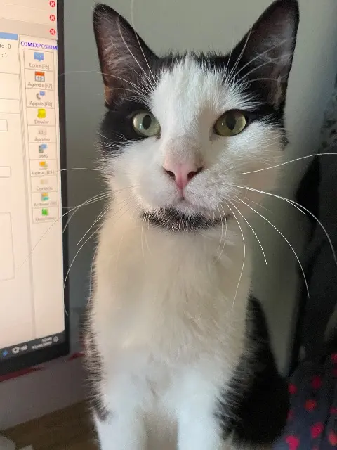 chat lost   34420 Villeneuve-lès-Béziers Ramses