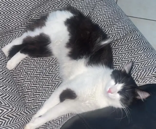 chat lost   34430 Saint-Jean-de-Védas Reglisse