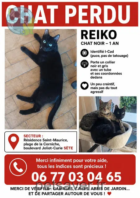 Kater lost   34200 Sète Reiko