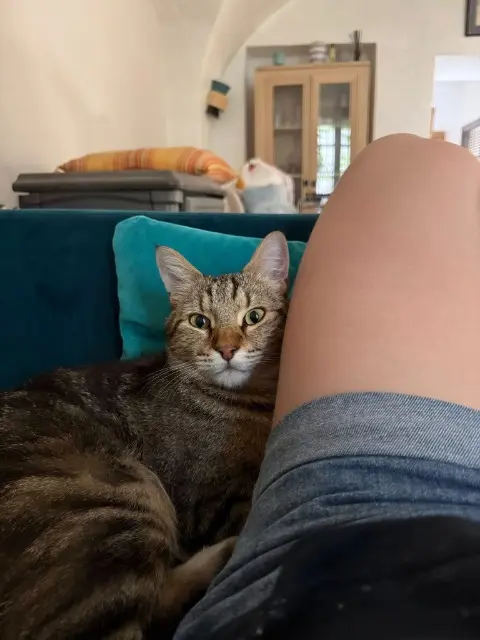 chat lost   34160 Boisseron Rodin