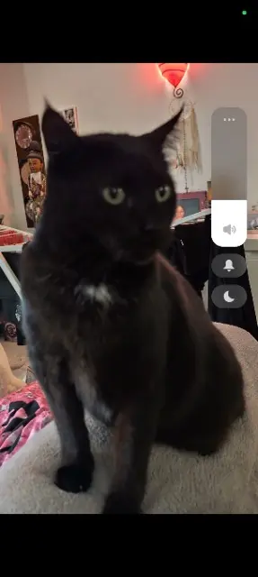 chat lost   34570 Saussan Romeo