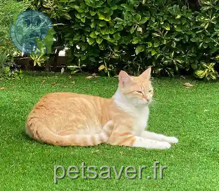 Chat Perdu 34 Hérault - Roucky Chat Perdu 34 Hérault - Roucky