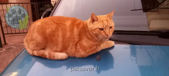 Kater lost   34290 Servian Rouky