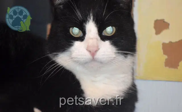 kater lost   34670 Baillargues Salto