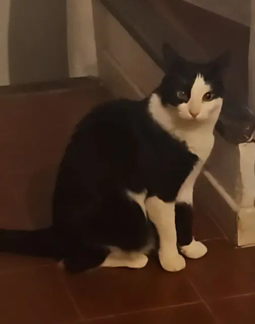 chat lost   34120 Pézenas Samy
