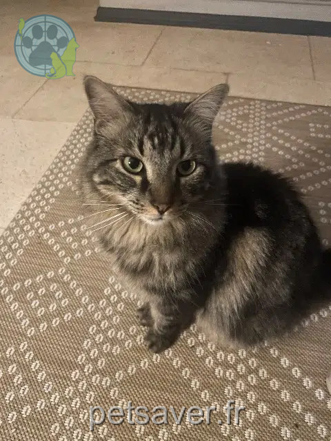 chat lost   34490 Thézan-lès-Béziers Sanka