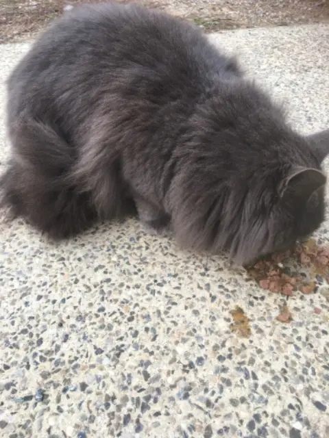 chat lost   34210 Olonzac Sans nom