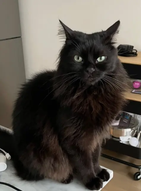 chat lost   34470 Pérols Saphir