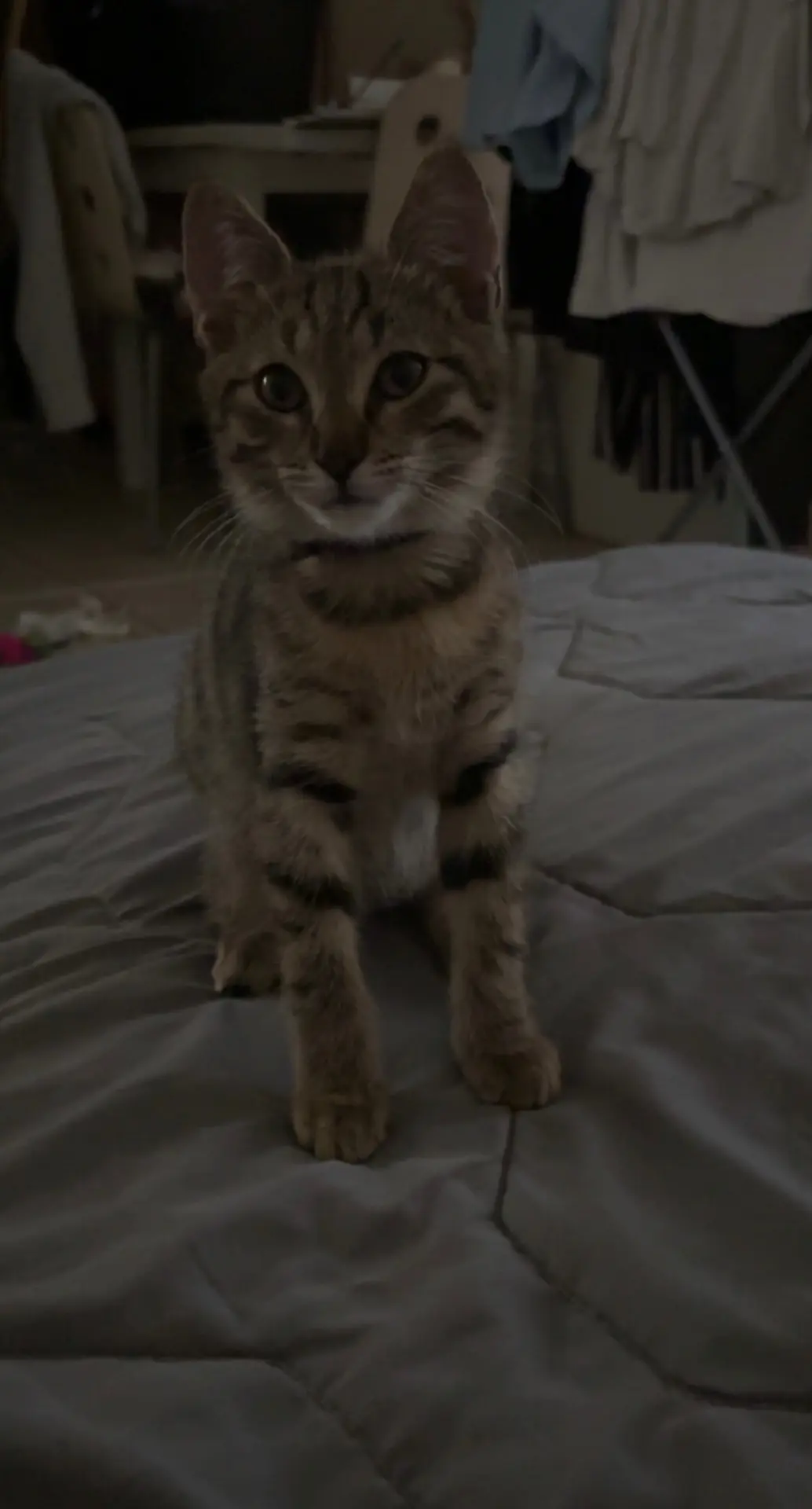 Chat Perdu 34 Hérault Chat Perdu 34 Hérault