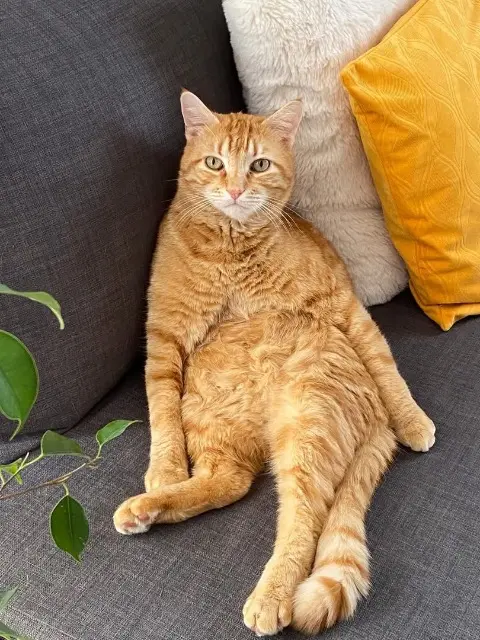 chat lost   34110 Vic-la-Gardiole Saxo