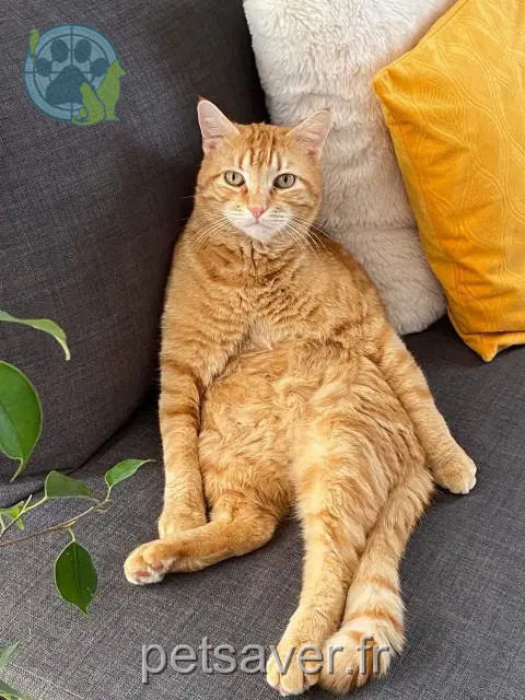 chat perdu 34110 Vic-la-Gardiole Saxo chat lost 34110 Vic-la-Gardiole Saxo