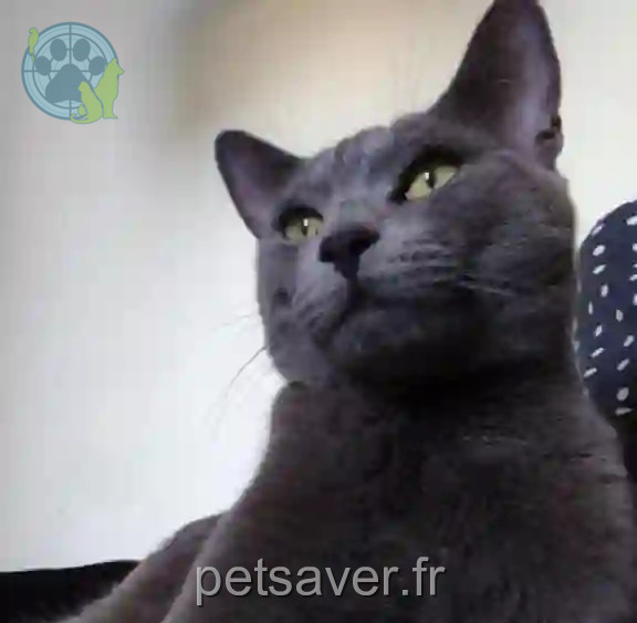 Chat Perdu 34 Hérault - Scofield Chat Perdu 34 Hérault - Scofield