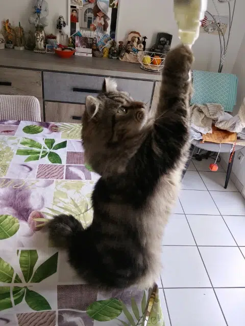 chat lost   34120 Pézenas Simba