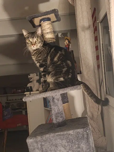 chat lost   34420 Portiragnes Simbas