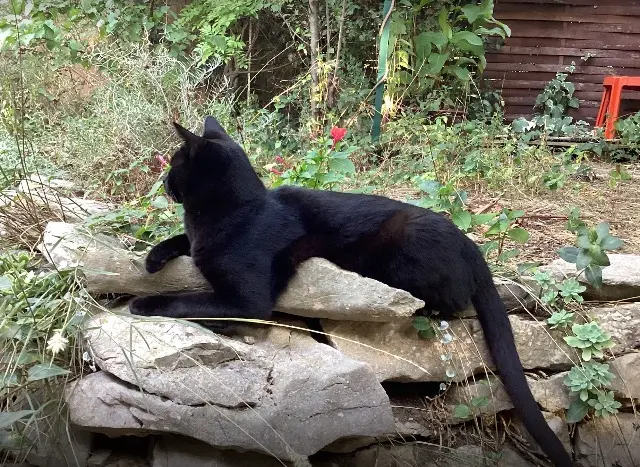 chat lost   34160 Castries Skipy