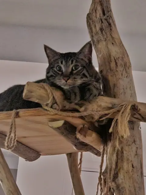 chat lost   34160 Castries Smoothie