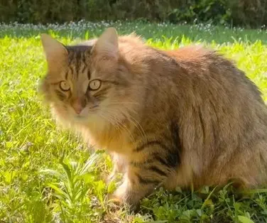 chat lost   34170 Castelnau-le-Lez SMOOTHIE