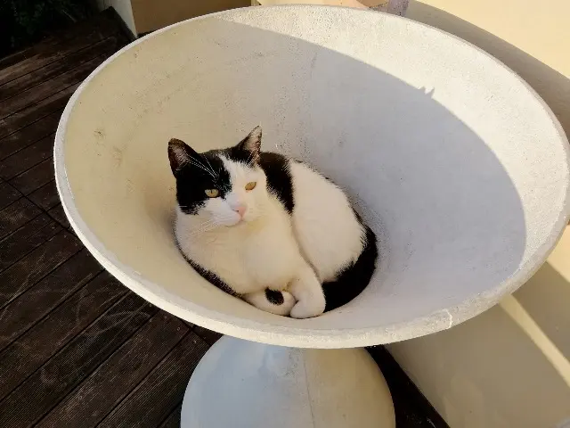 chat lost   34380 Saint-Martin-de-Londres Sparo