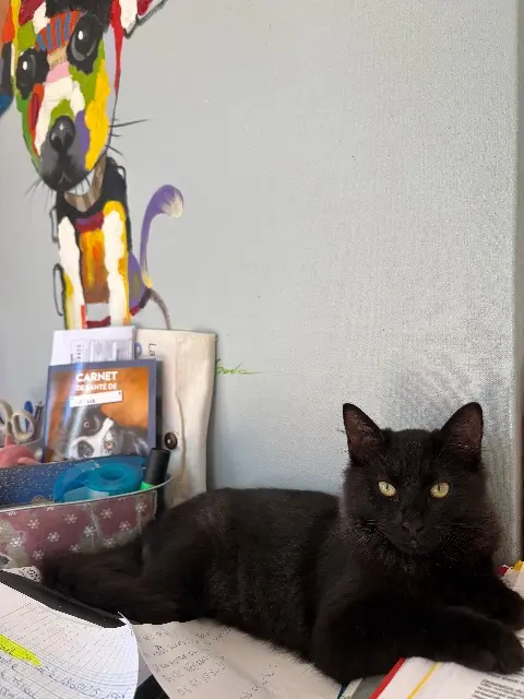 chat lost   34300 Agde Sïmone