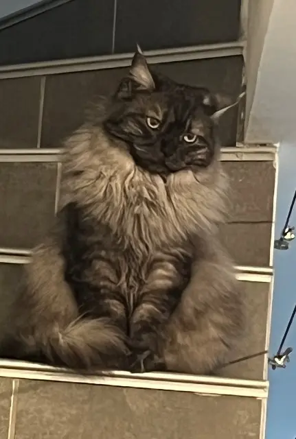 chat lost   34730 Prades-le-Lez Taco