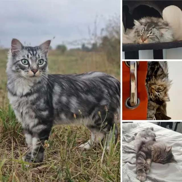 gatto perso 34970 Lattes Tanjiro gatto lost 34970 Lattes Tanjiro