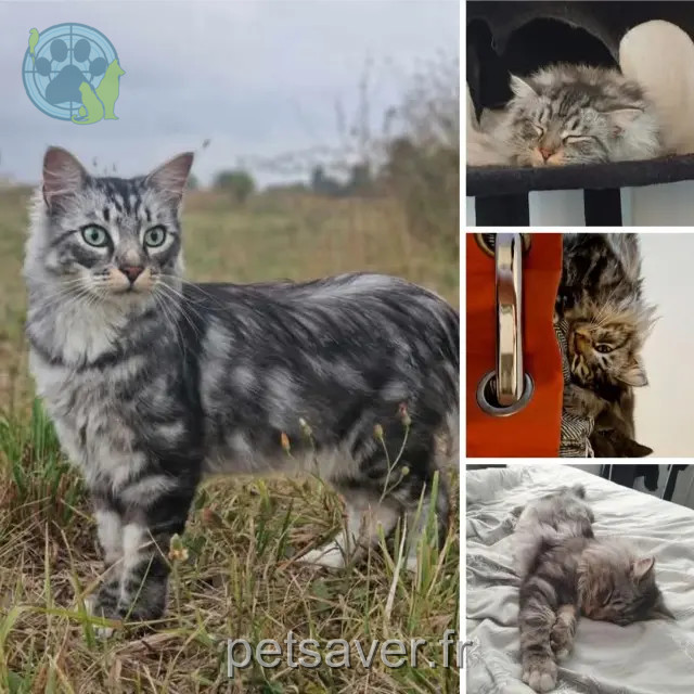 Kater vermisst 34970 Lattes Tanjiro Kater lost 34970 Lattes Tanjiro