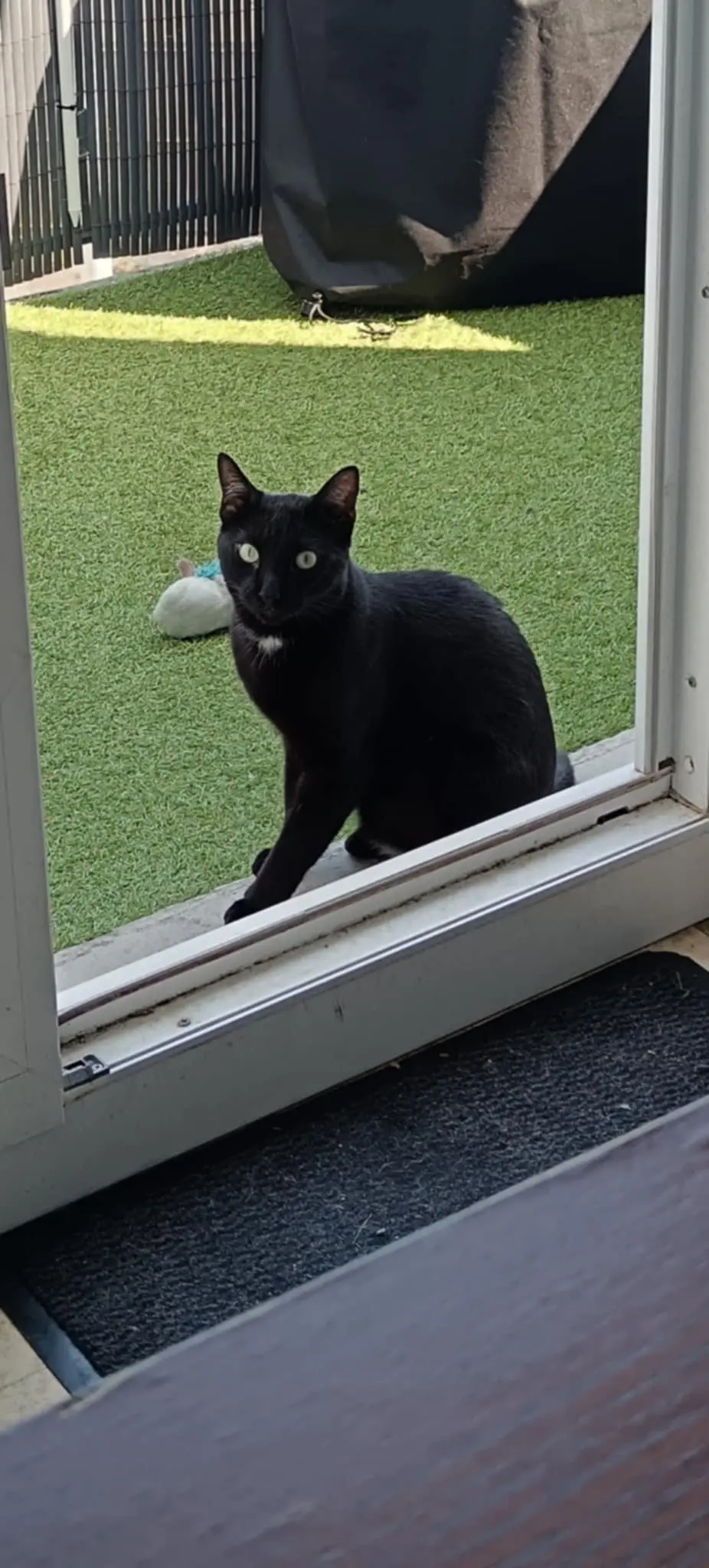 chat lost   34160 Castries Ted