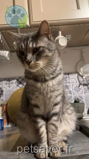 chat lost   34725 Saint-André-de-Sangonis Tiburs