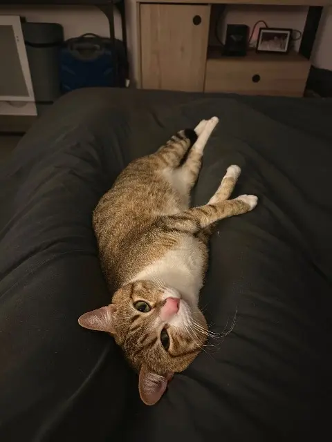 chat lost   34725 Saint-André-de-Sangonis Tigrou