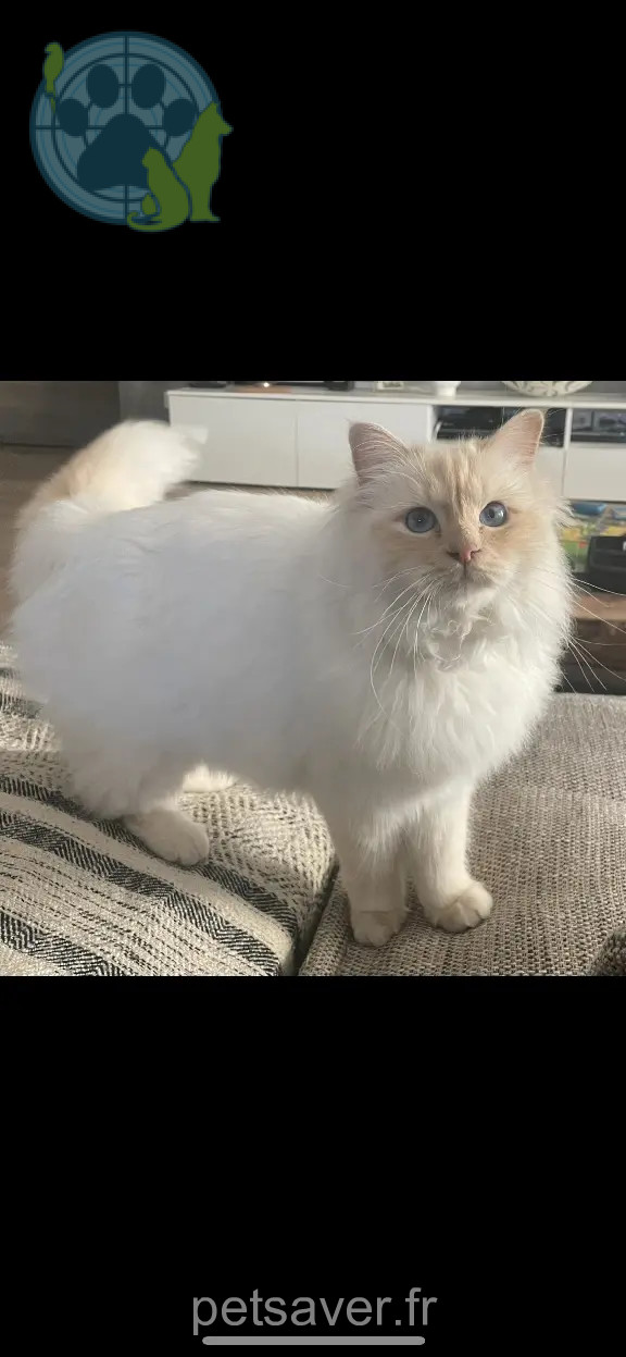 Chat Perdu 34 Hérault - Timba Chat Perdu 34 Hérault - Timba