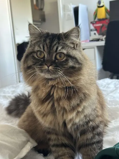 chat lost   34990 Juvignac Titi