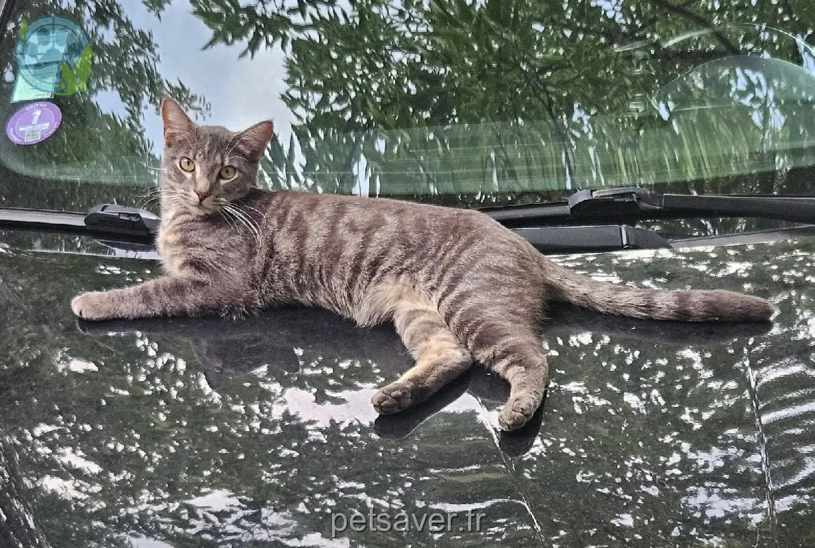 Chat Perdu 34 Hérault - Toulouse Chat Perdu 34 Hérault - Toulouse