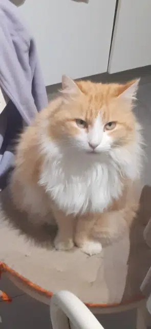 chat lost   34150 Saint-Jean-de-Fos Tuffy