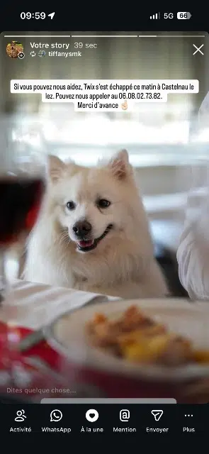 chat lost   34170 Castelnau-le-Lez Twix