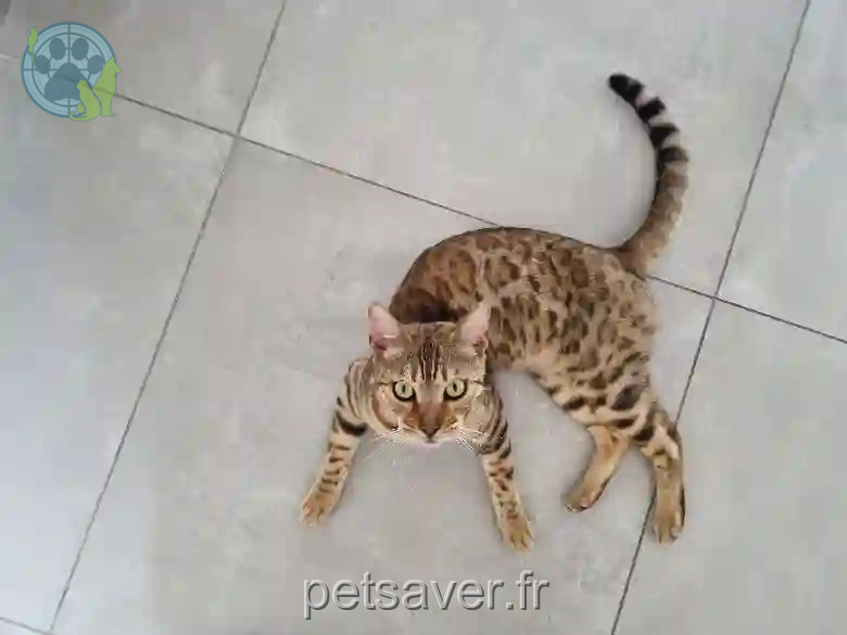 Chat Perdu 34 Hérault - Utah Chat Perdu 34 Hérault - Utah