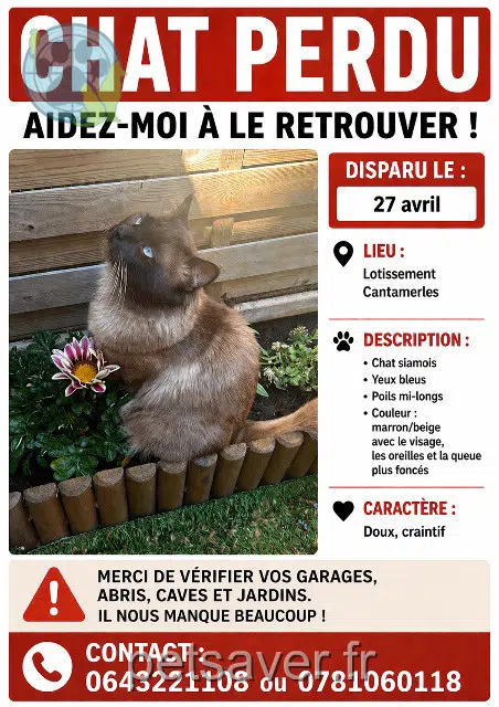 chat lost   34800 Nébian Valeo