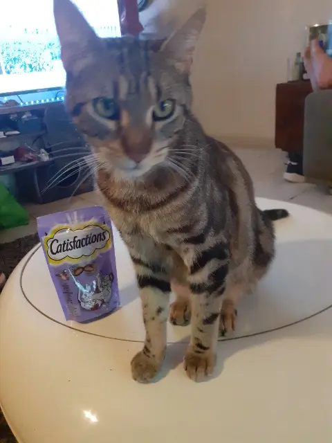 chat lost   34260 Le Bousquet-d'Orb Vladimir