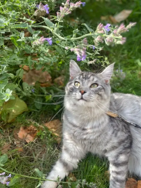 chat lost   34920 Le Crès Vortex