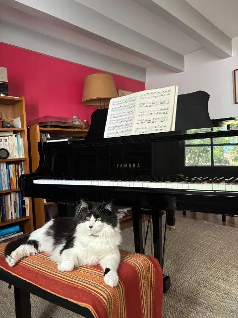 chat lost   34170 Castelnau-le-Lez Warhol