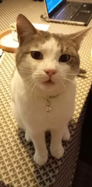 chat lost   34560 Poussan Wifi
