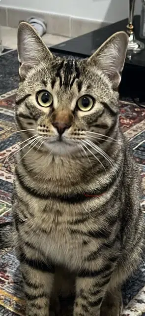 chat lost   34500 Béziers Wini