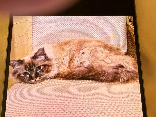 chat lost   34130 Saint-Aunès Winston