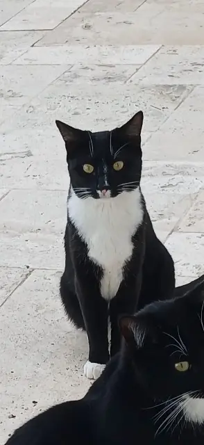 chat lost   34230 Le Pouget Zebda