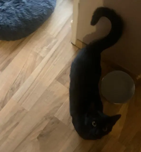 chat lost   34290 Servian Ziggy