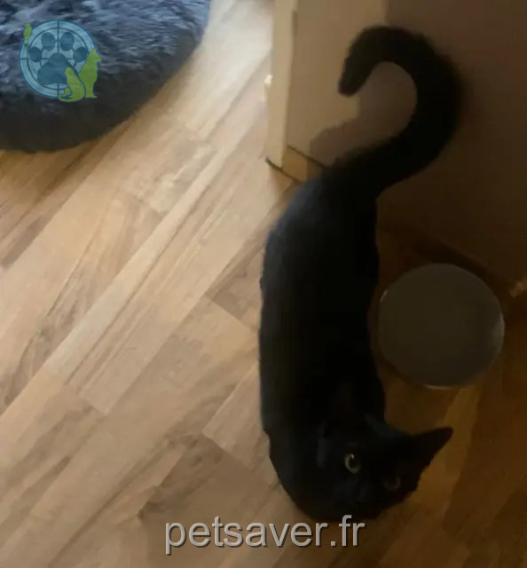 kater vermist 34290 Servian Ziggy kater lost 34290 Servian Ziggy