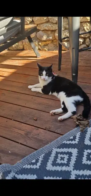 chat lost   34570 Pignan Zooki