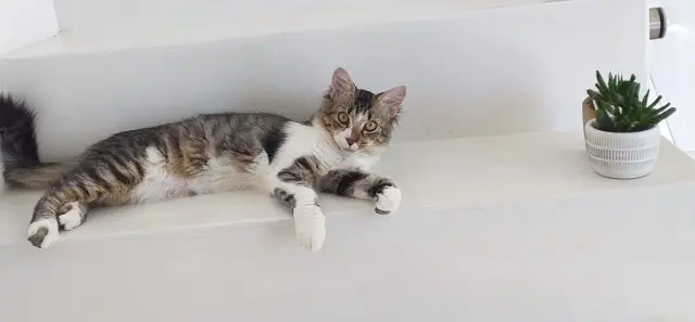 chat lost   34130 Saint-Aunès Zoro