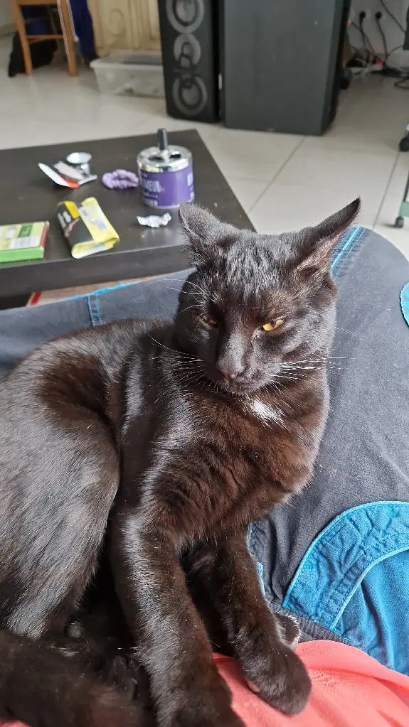 Chat Perdu 34 Hérault Chat Perdu 34 Hérault