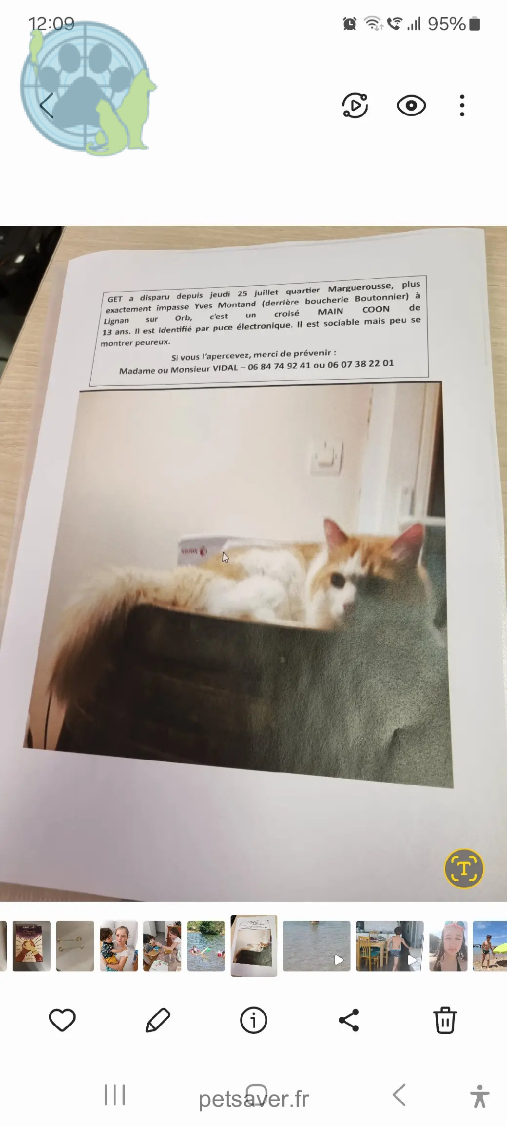 Chat Perdu 34 Hérault Chat Perdu 34 Hérault